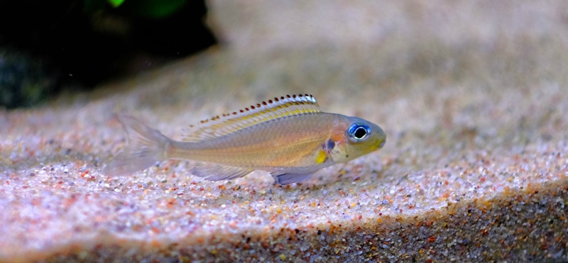 Xenotilapia nasus 'Chituta Bay'